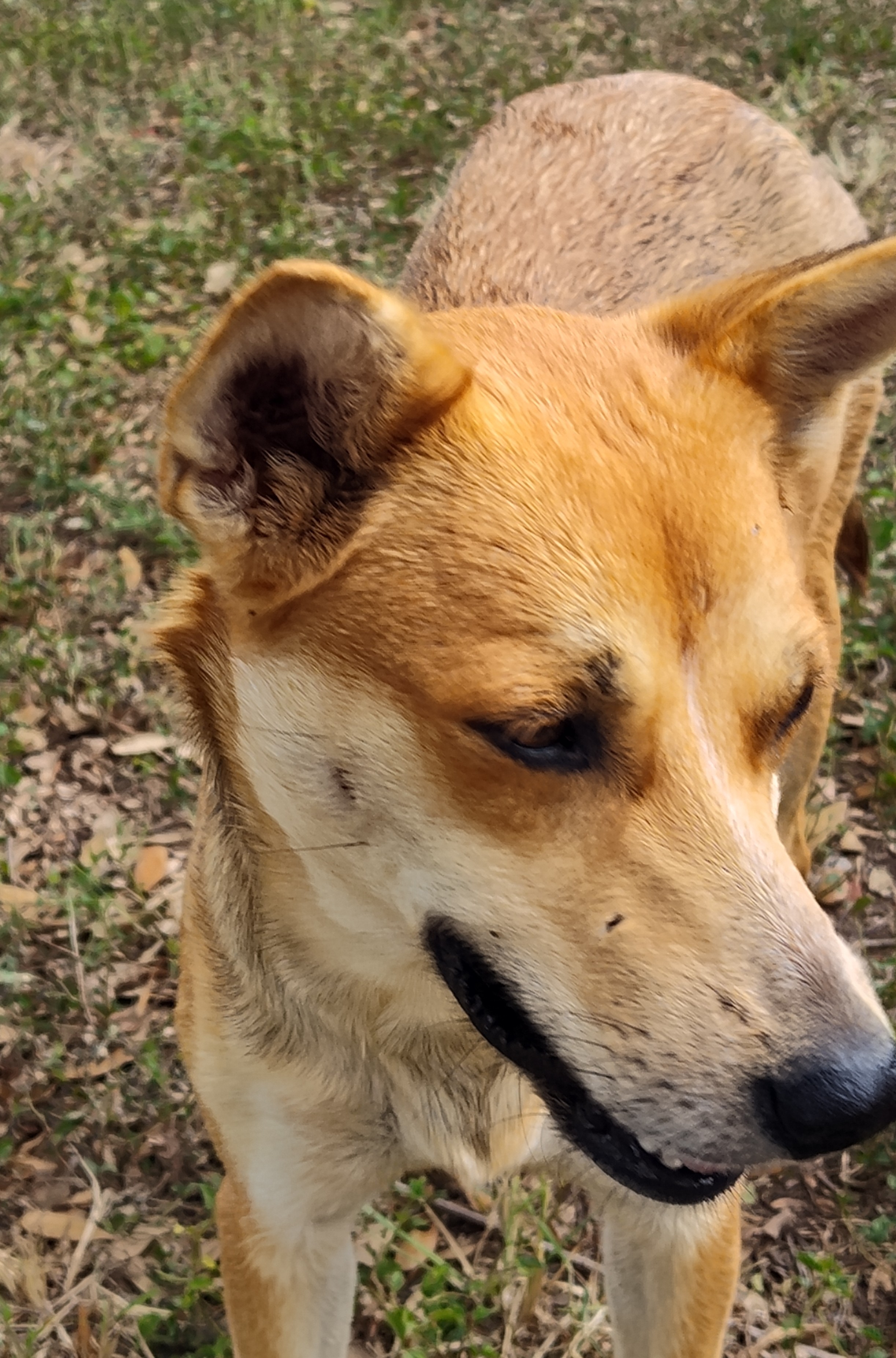 Coyota, an adoptable Carolina Dog in Harlingen, TX, 78550 | Photo Image 4