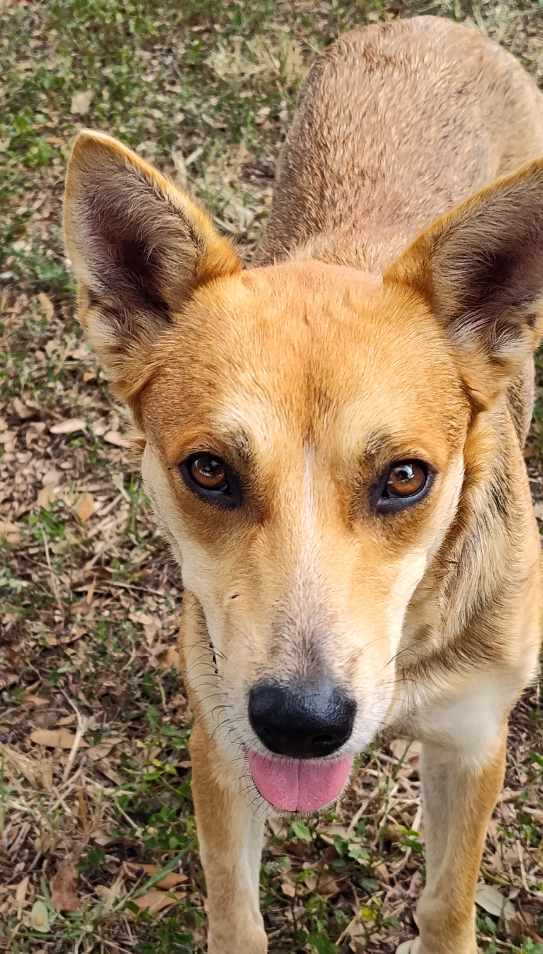 Coyota, an adoptable Carolina Dog in Harlingen, TX, 78550 | Photo Image 2