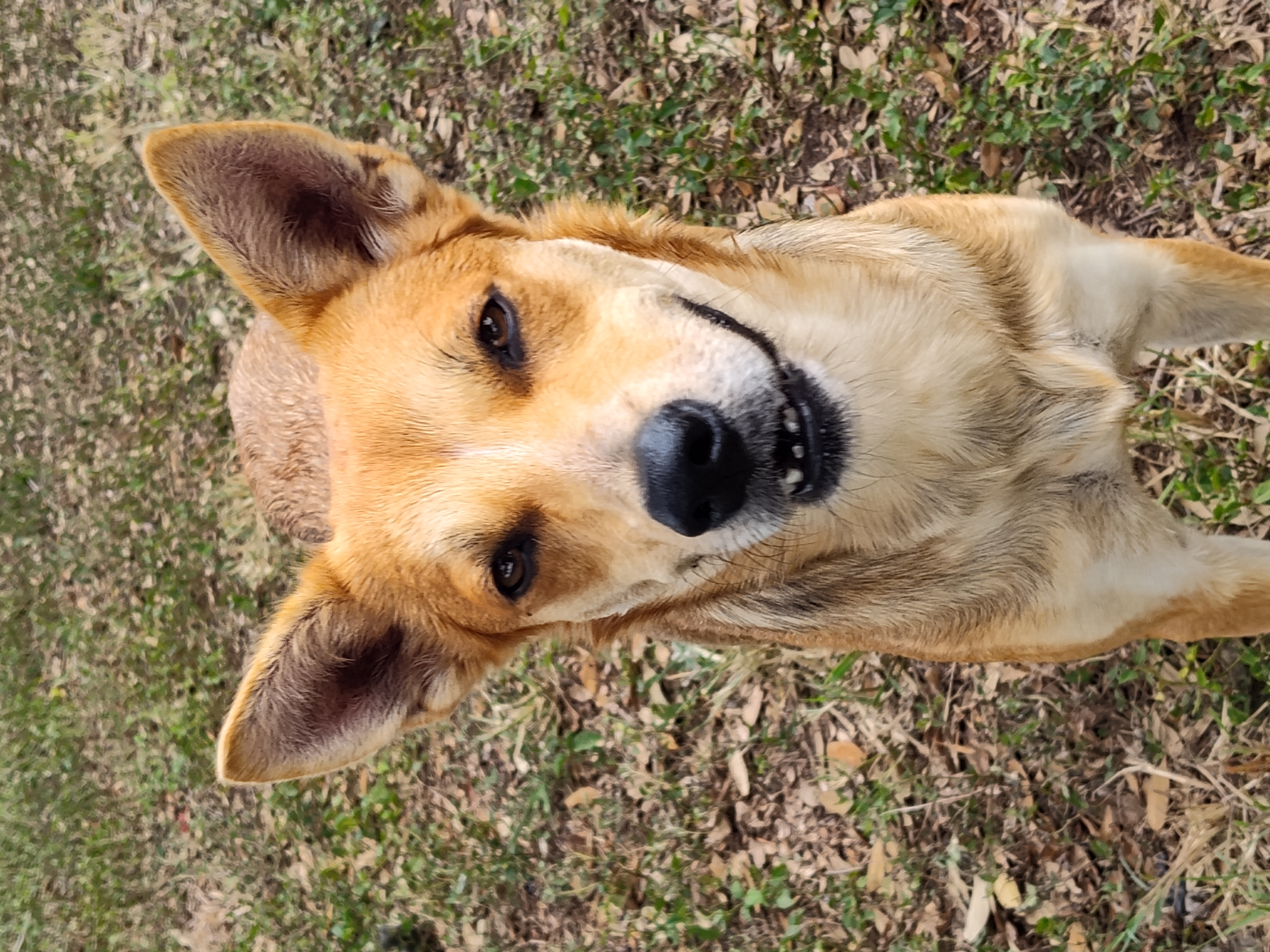 Coyota, an adoptable Carolina Dog in Harlingen, TX, 78550 | Photo Image 5
