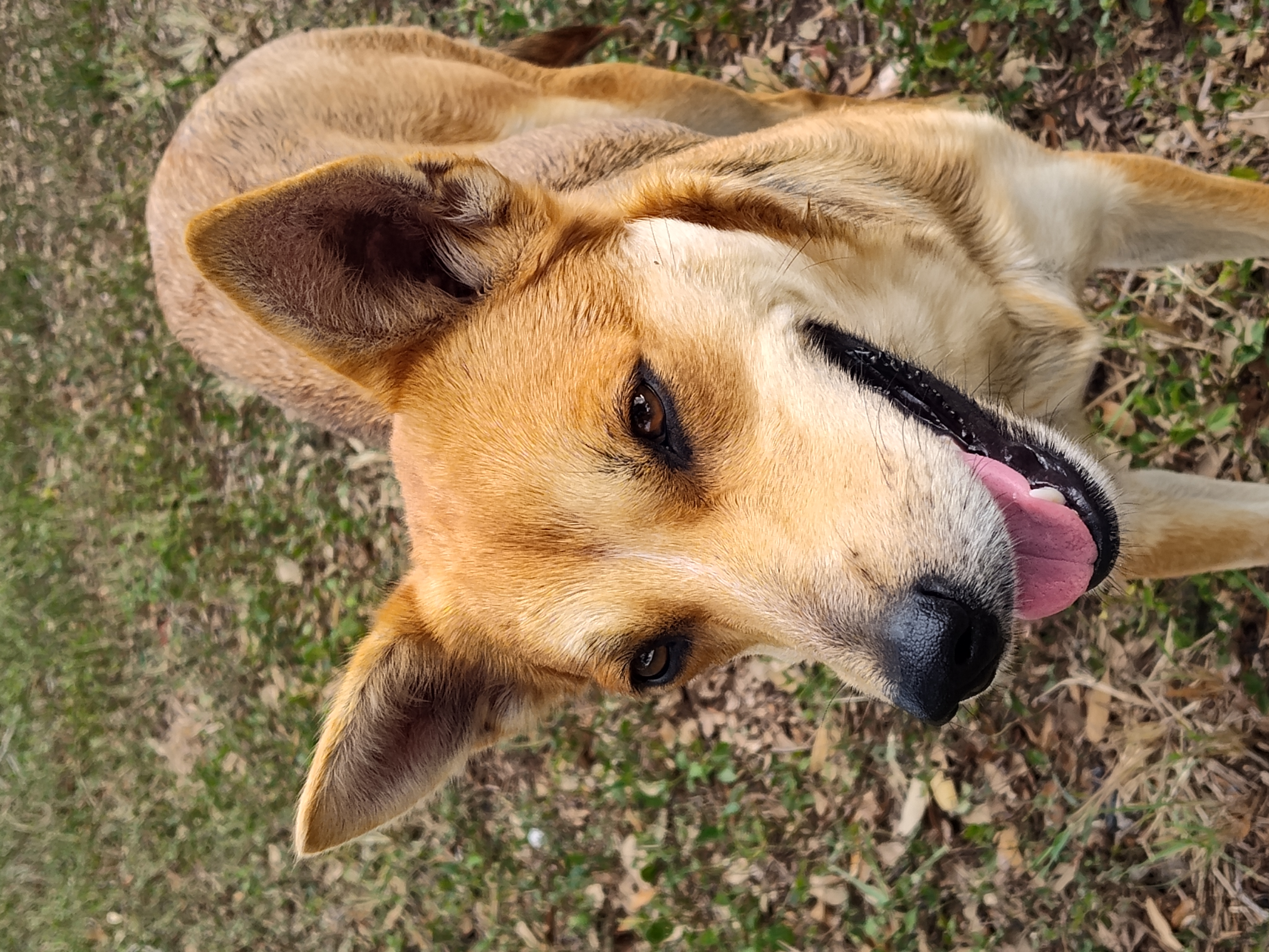 Coyota, an adoptable Carolina Dog in Harlingen, TX, 78550 | Photo Image 3