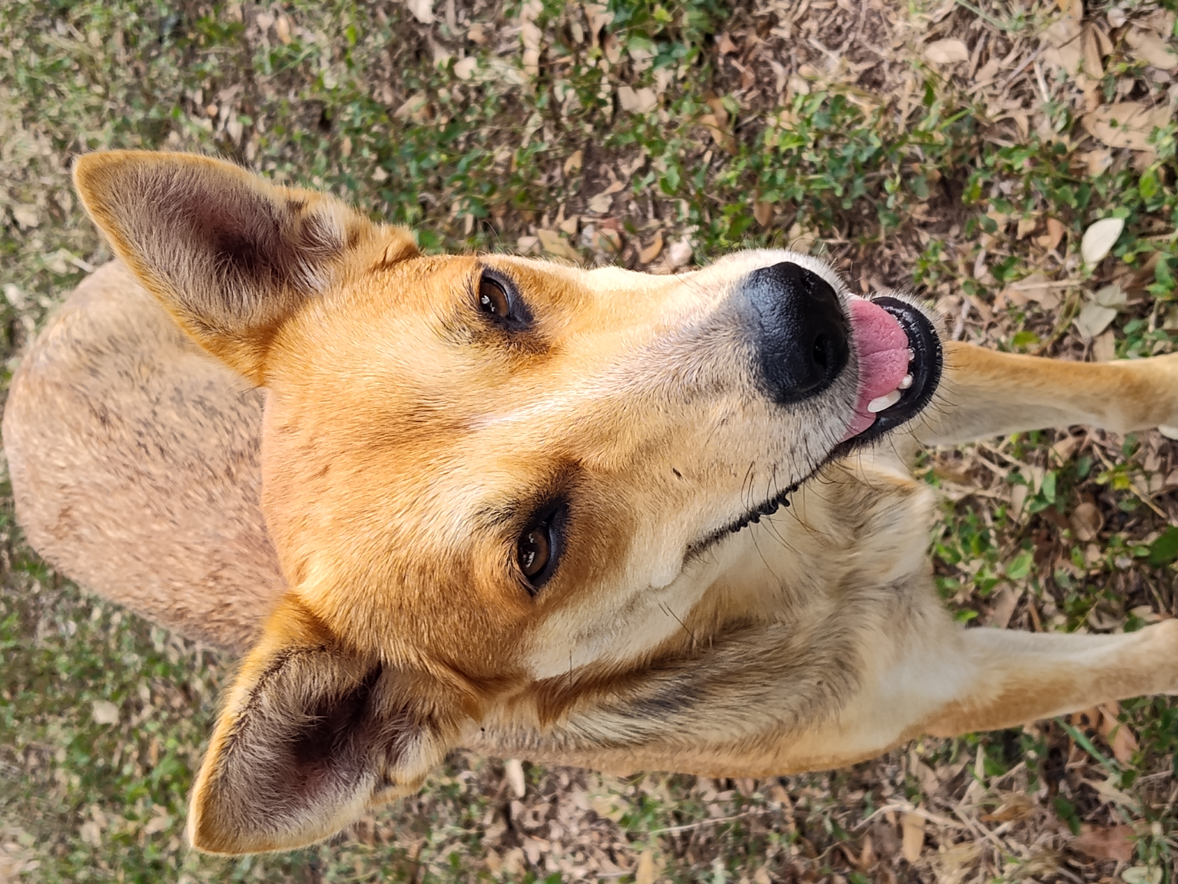 Coyota, an adoptable Carolina Dog in Harlingen, TX, 78550 | Photo Image 6