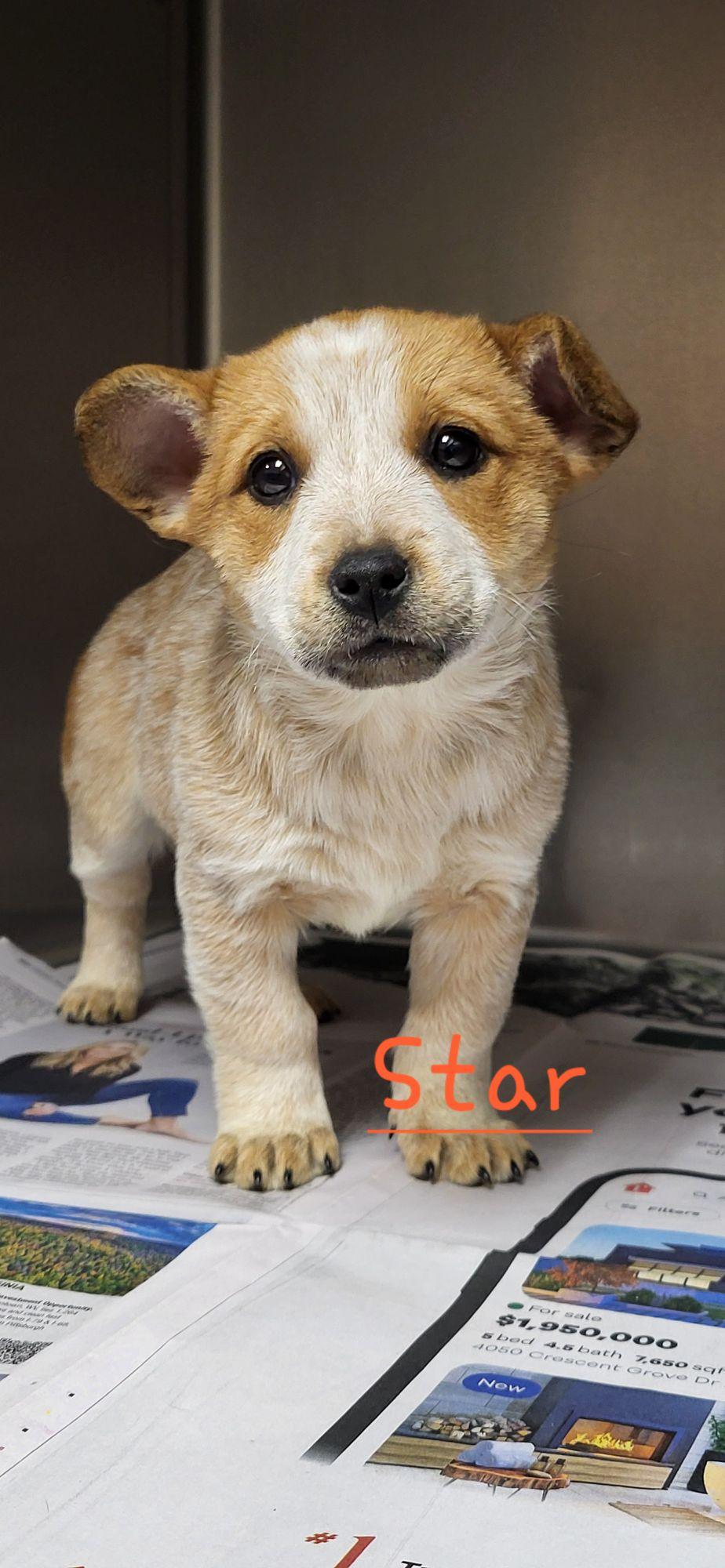 Star, ADOPTABLE, Puppy Female Australian Cattle Dog / Blue Heeler & Basset Hound.