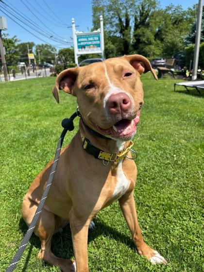 Enlarge Roxie, a Adoptable mixed breed in Wantagh, NY image 3/5