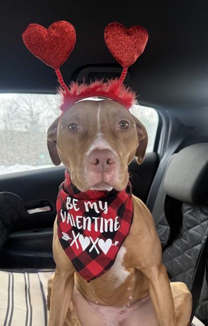 Enlarge Roxie, a Adoptable mixed breed in Wantagh, NY image 4/5