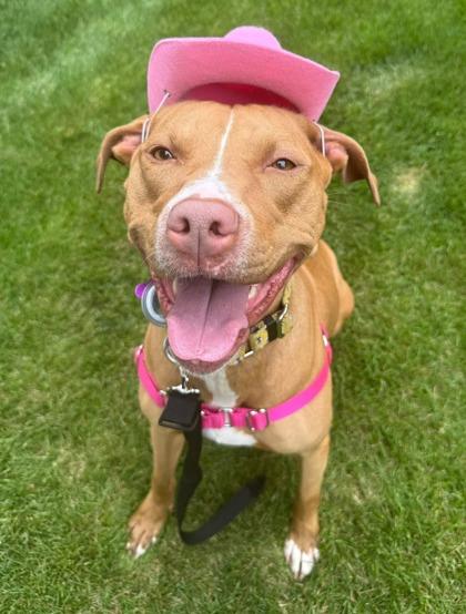 Enlarge Roxie, a Adoptable mixed breed in Wantagh, NY image 5/5