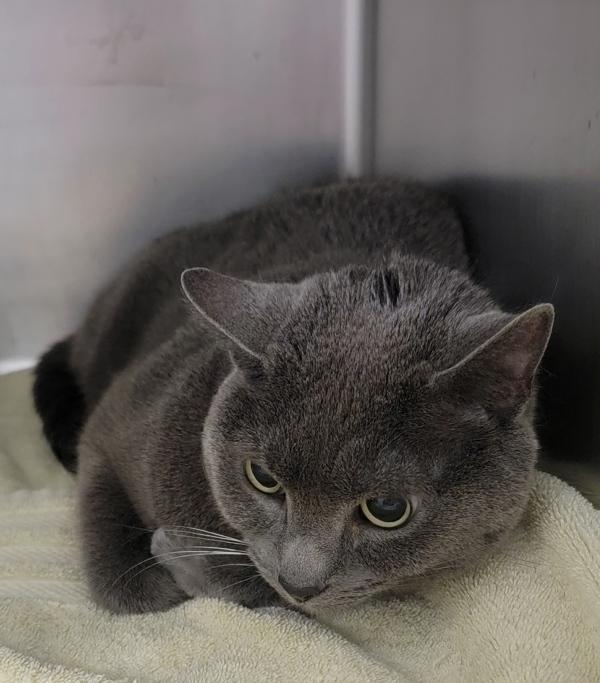 John, Adoptable, Adult Male Domestic Short Hair.