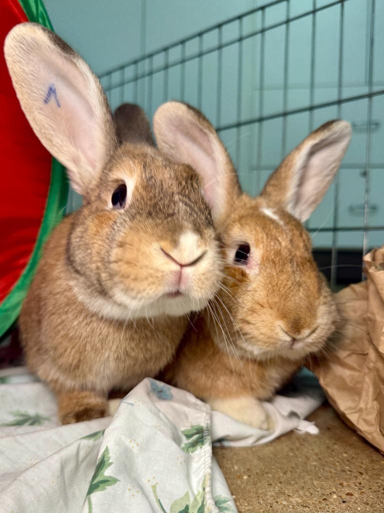 Tiny / Nina 1, Adoptable, Adult Male Dutch.