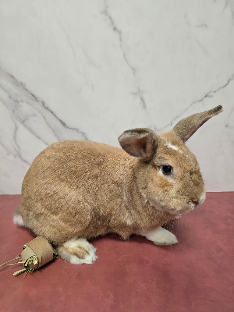 Enlarge Tiny / Nina 1, a Adoptable Dutch in Pflugerville, TX image 2/6