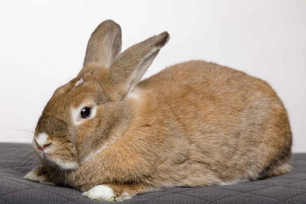 Enlarge Tiny / Nina 1, a Adoptable Dutch in Pflugerville, TX image 1/2