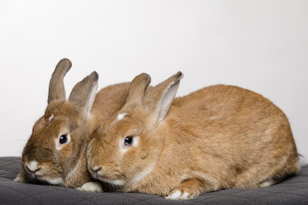 Enlarge Tiny / Nina 1, a Adoptable Dutch in Pflugerville, TX image 2/2