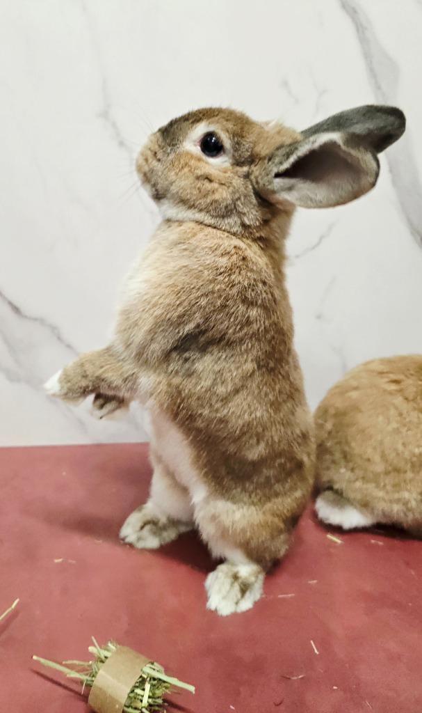 Enlarge Tiny / Nina 1, a Adoptable Dutch in Pflugerville, TX image 6/6