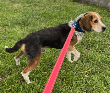Rocky, Adoptable, Adult Male Beagle.