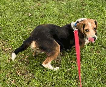Rocky, a Adoptable Beagle in West Decatur, PA image 2/2