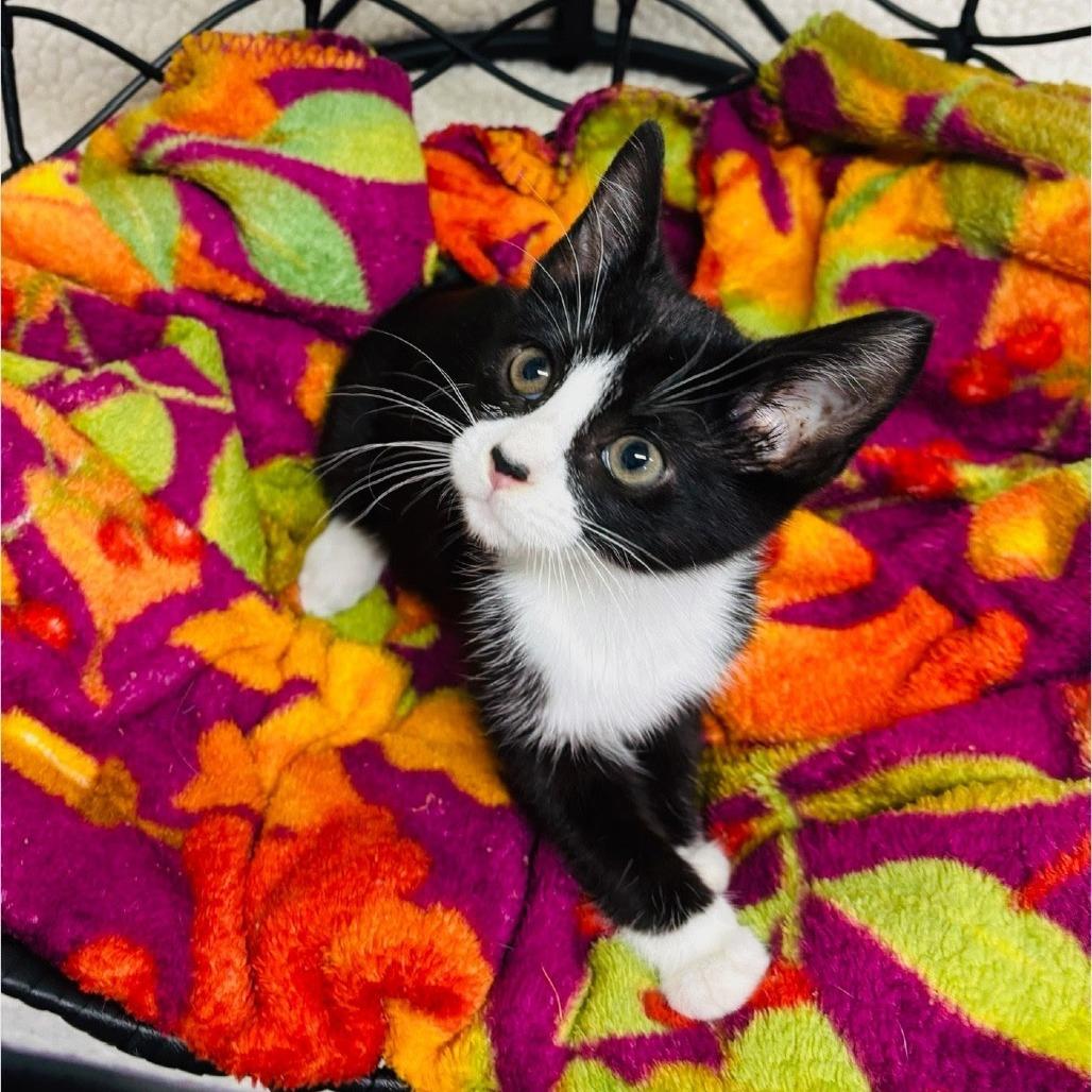 Enlarge Thackery, a Adoptable Domestic Short Hair in Walnut Cove, NC image 1/1