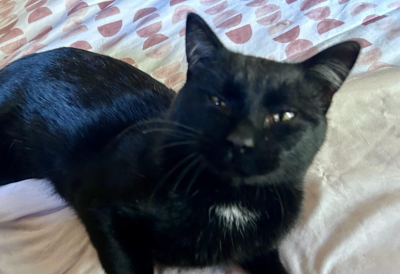 EDWARD aka EDDY, ADOPTABLE, Adult Male American Shorthair.