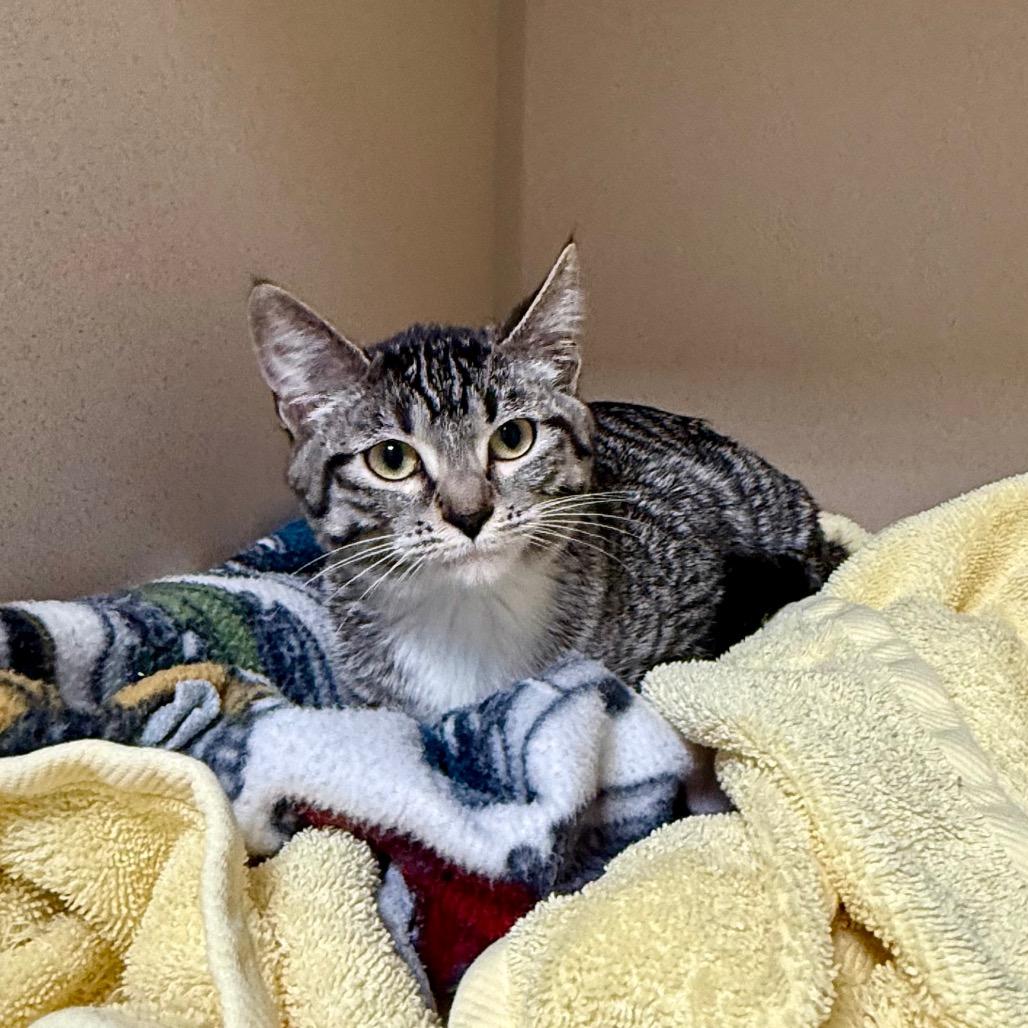 Rory, Adoptable, Young Female Domestic Short Hair.