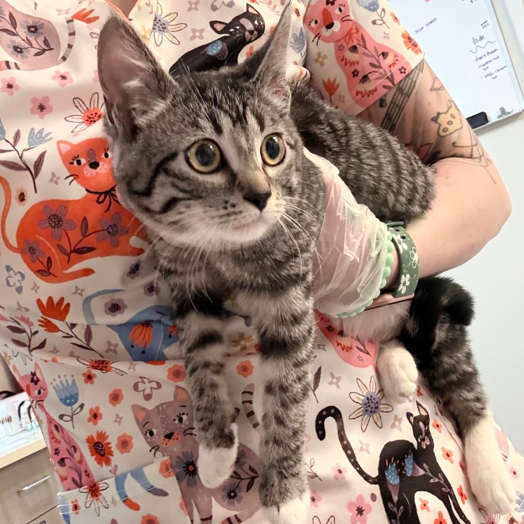 Enlarge Rory, a Adoptable Domestic Short Hair in Great Falls, MT image 2/3
