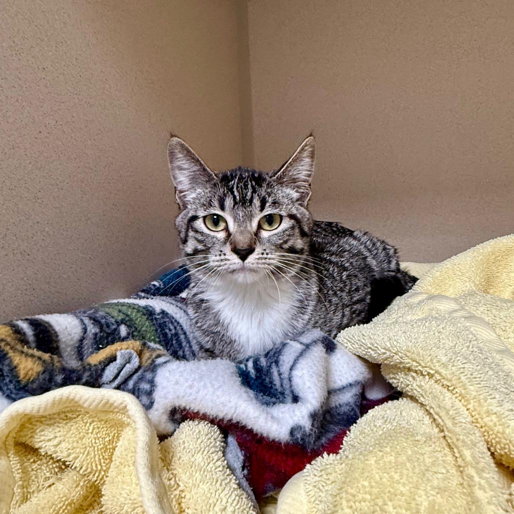 Enlarge Rory, a Adoptable Domestic Short Hair in Great Falls, MT image 3/3