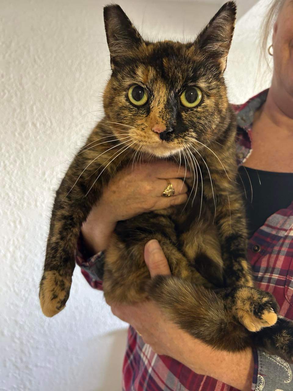 Klinko (F) n PeeWee (M) Housemates, Adopted, Adult Female Tortoiseshell & Domestic Short Hair.