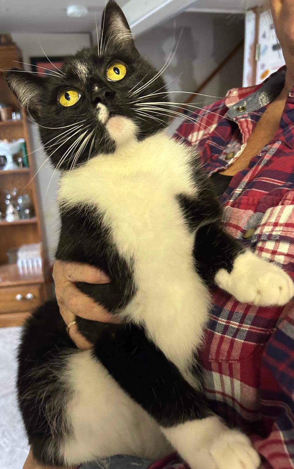 Enlarge Klinko (F) n PeeWee (M)  Housemates, a Adopted mixed breed in Mist, OR image 2/2