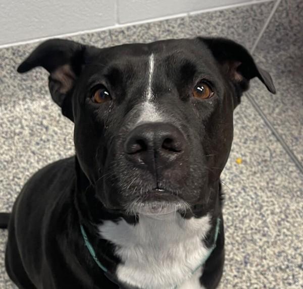 Emmie, Adoptable, Adult Female Pit Bull Terrier & Labrador Retriever.