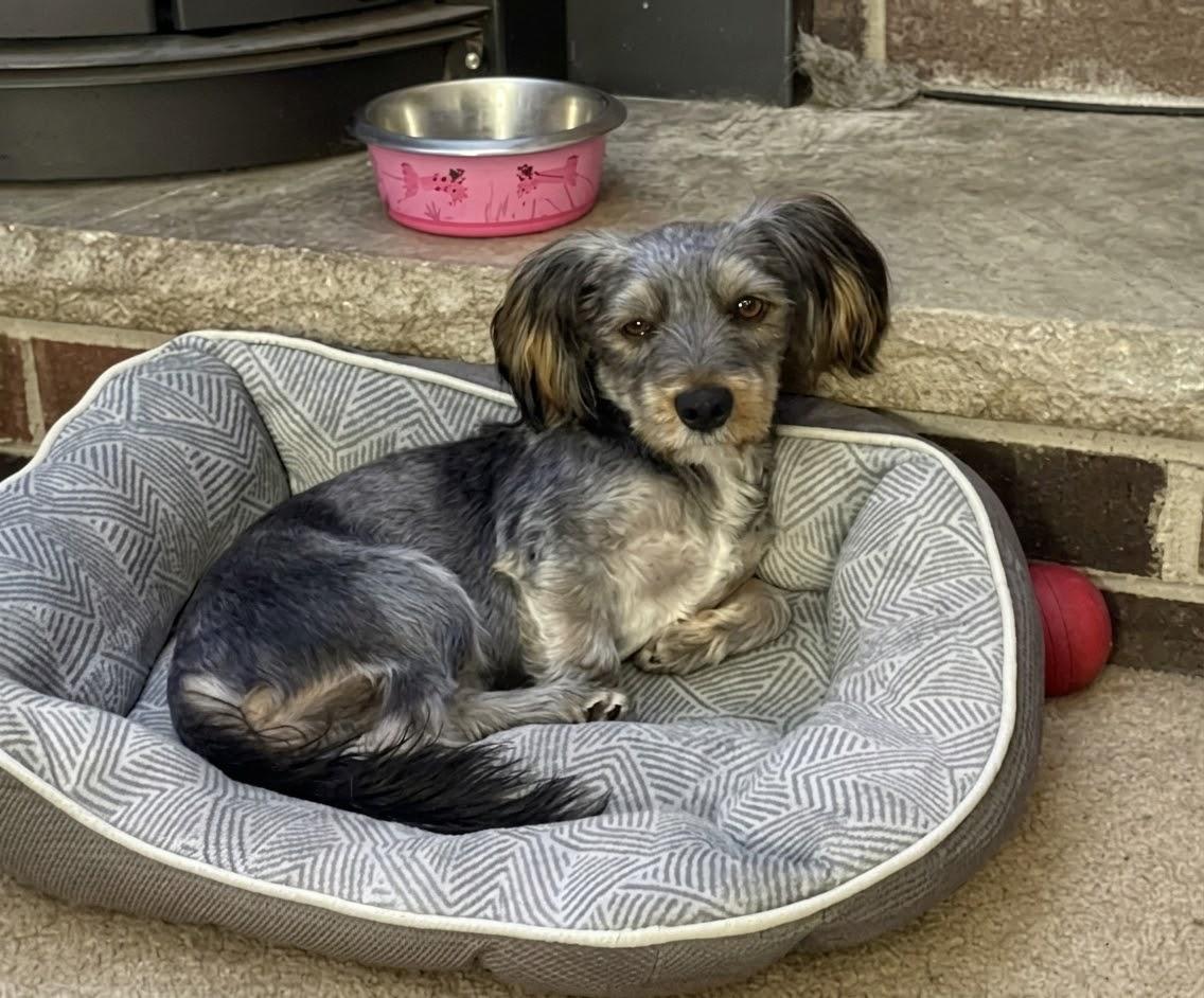 Enlarge **CHOCOLATE**, a Adopted mixed breed in North Prairie, WI image 1/3