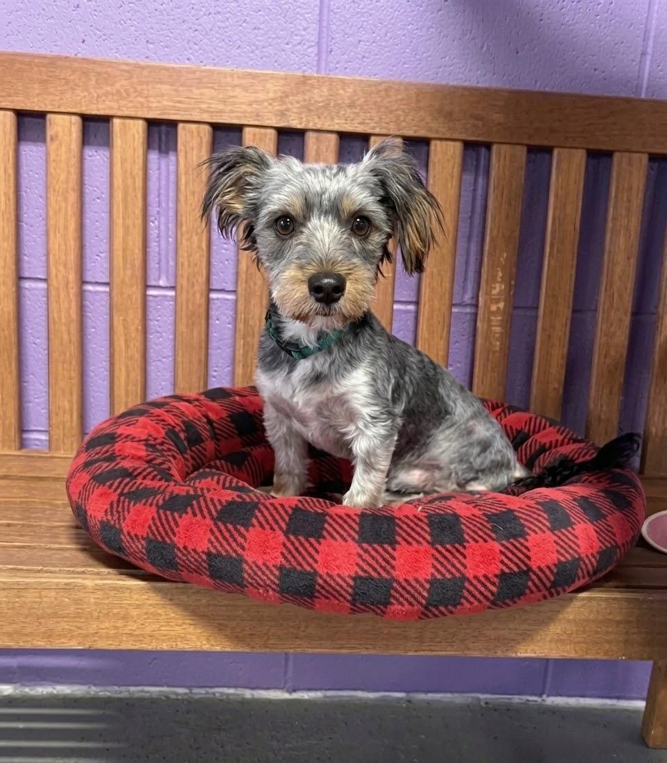 Enlarge **CHOCOLATE**, a Adopted mixed breed in North Prairie, WI image 2/3