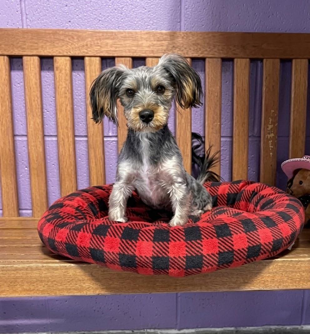Enlarge **CHOCOLATE**, a Adopted mixed breed in North Prairie, WI image 3/3