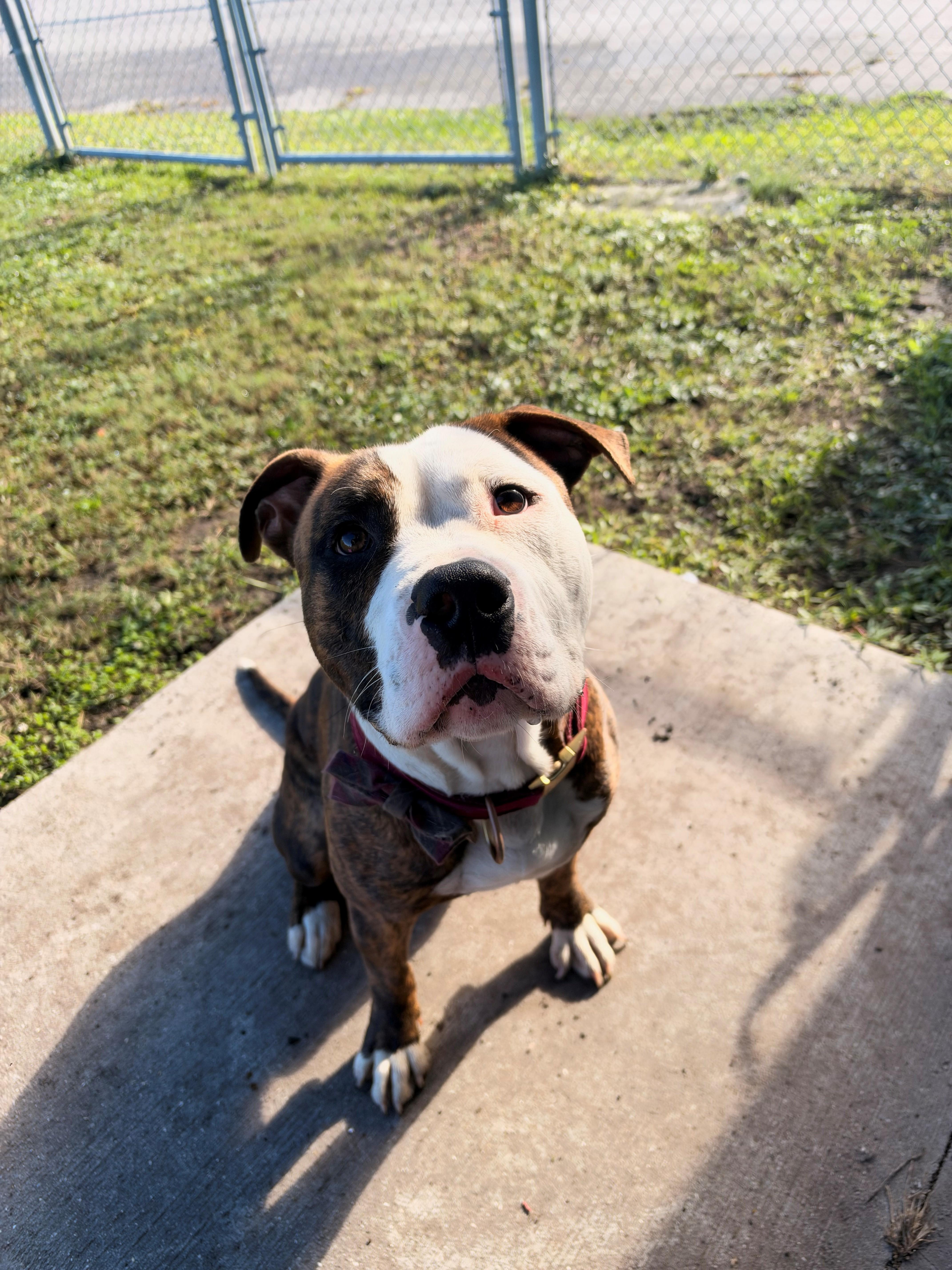 Shiloh, Adopted, Young Male Pit Bull Terrier.