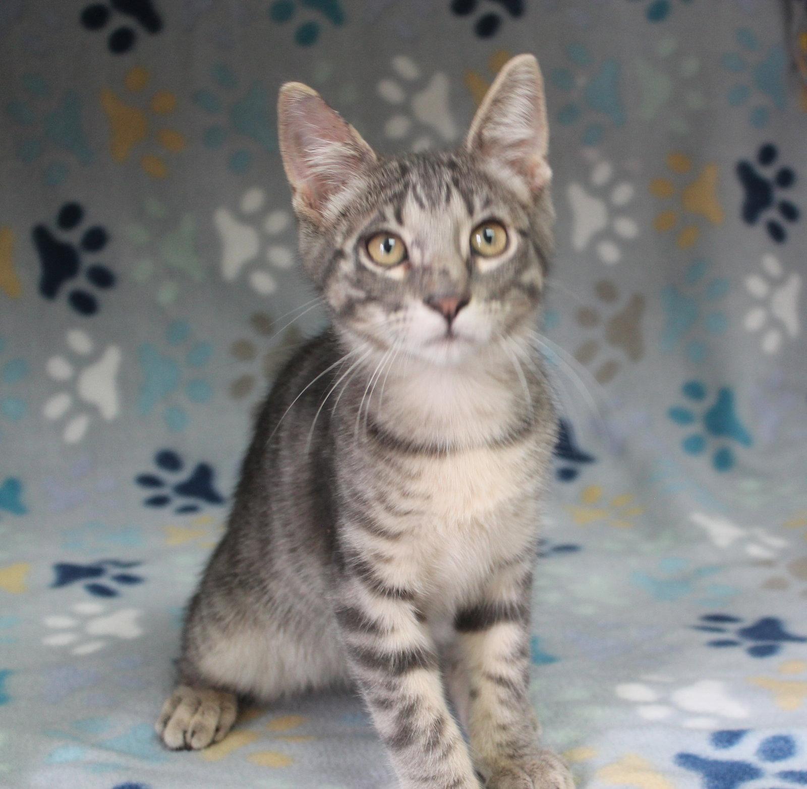 Casper - 43702, Adoptable, Kitten Male Domestic Short Hair & Tabby.