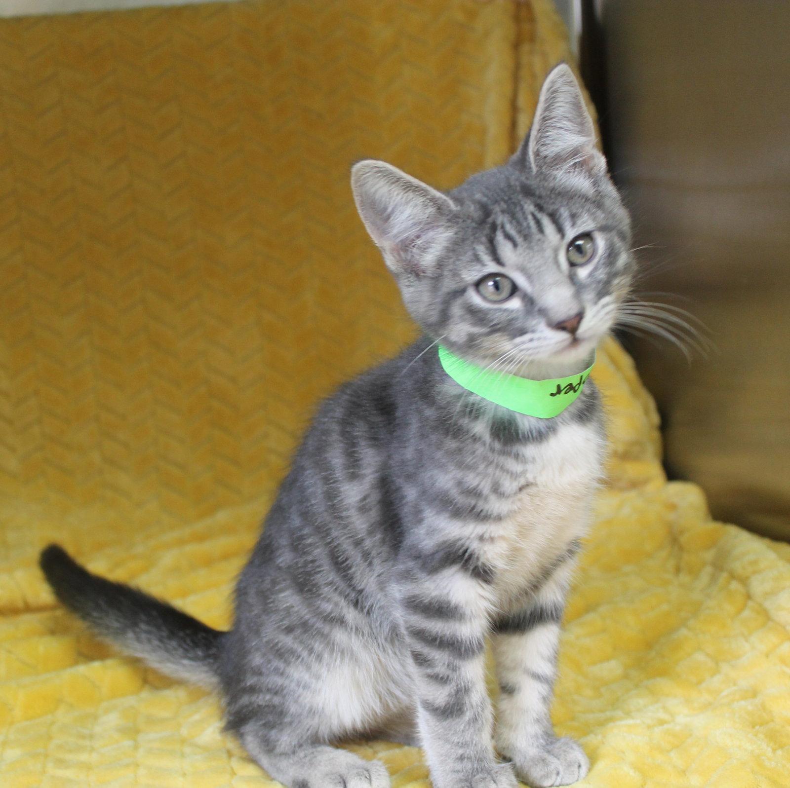 Casper - 43702, a Adoptable mixed breed in Prattville, AL image 2/3