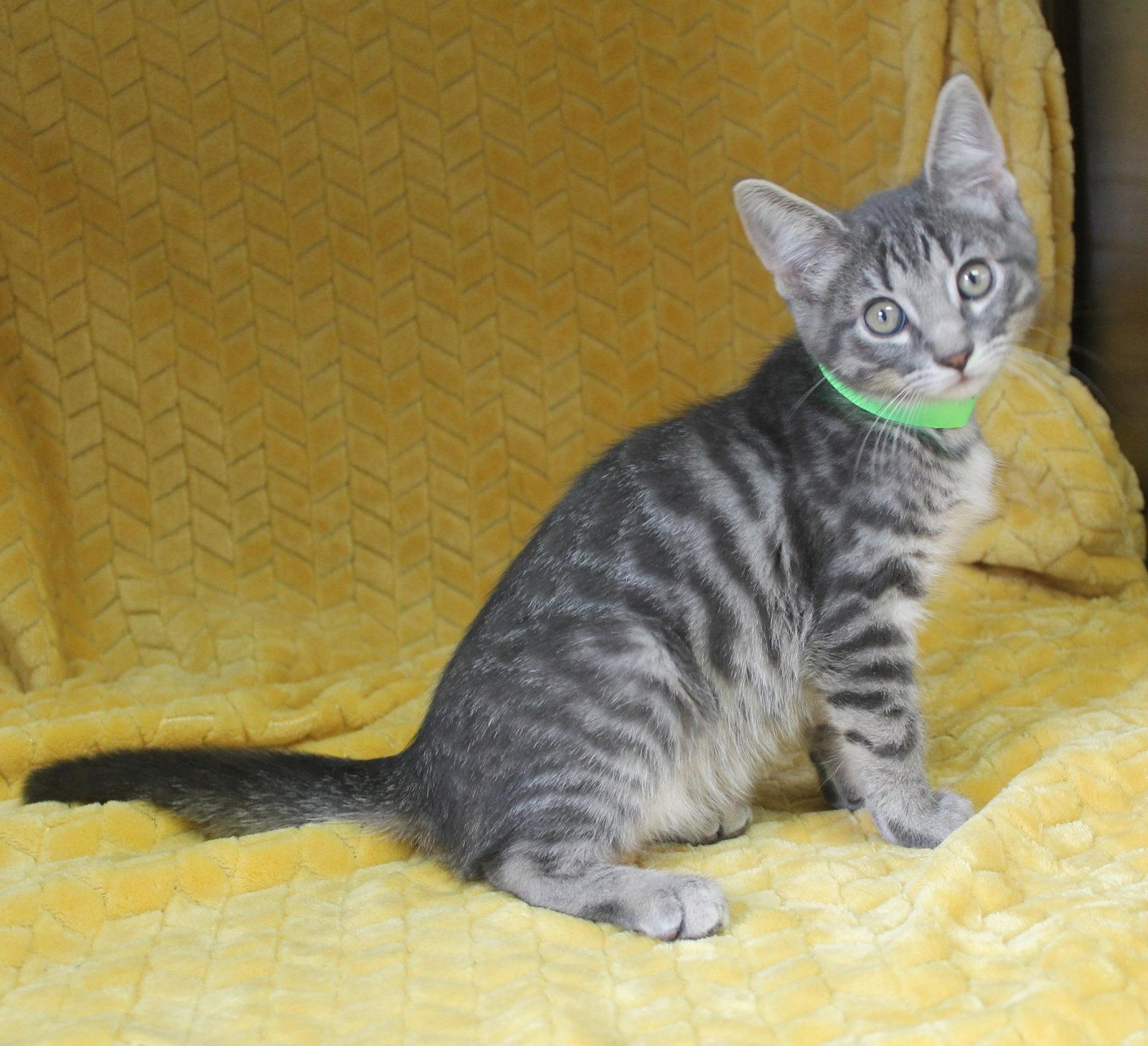 Casper - 43702, a Adoptable mixed breed in Prattville, AL image 3/3