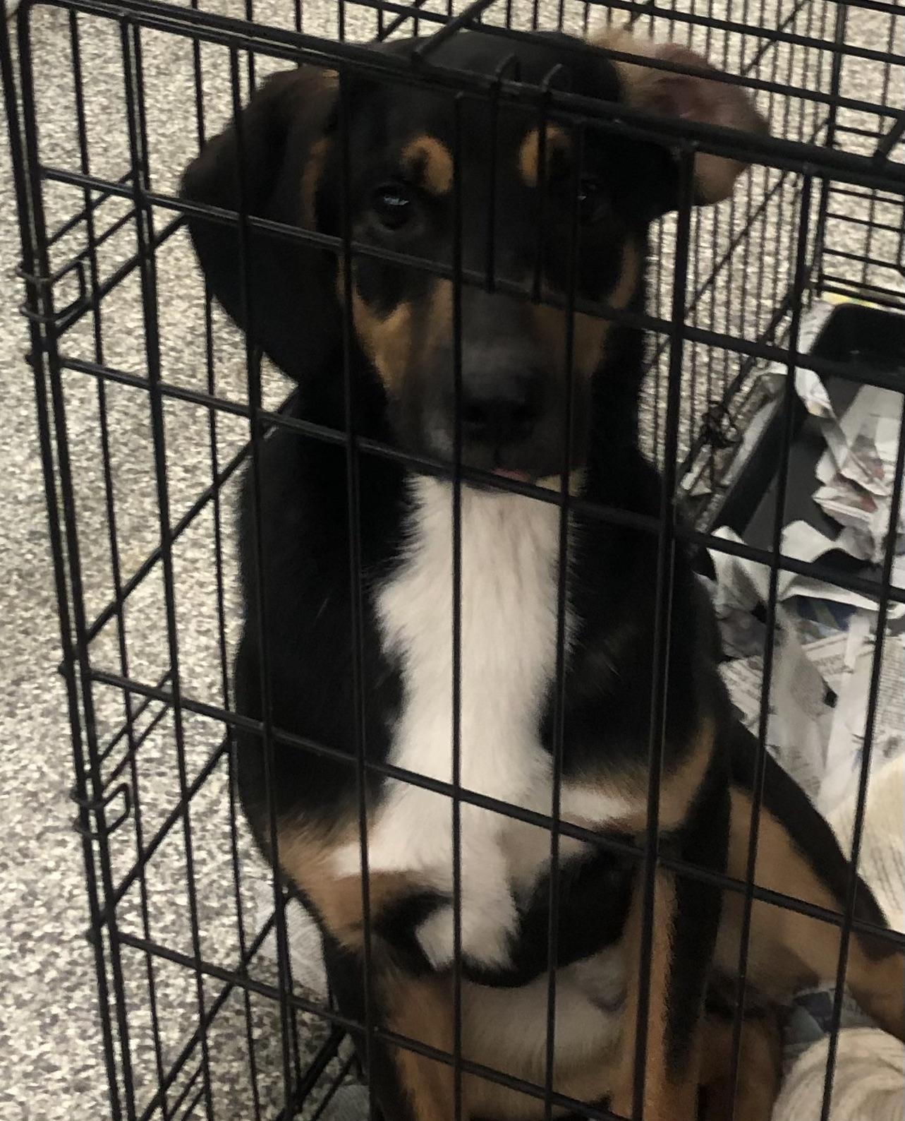 Hamm, adoptable, Young Male Hound.