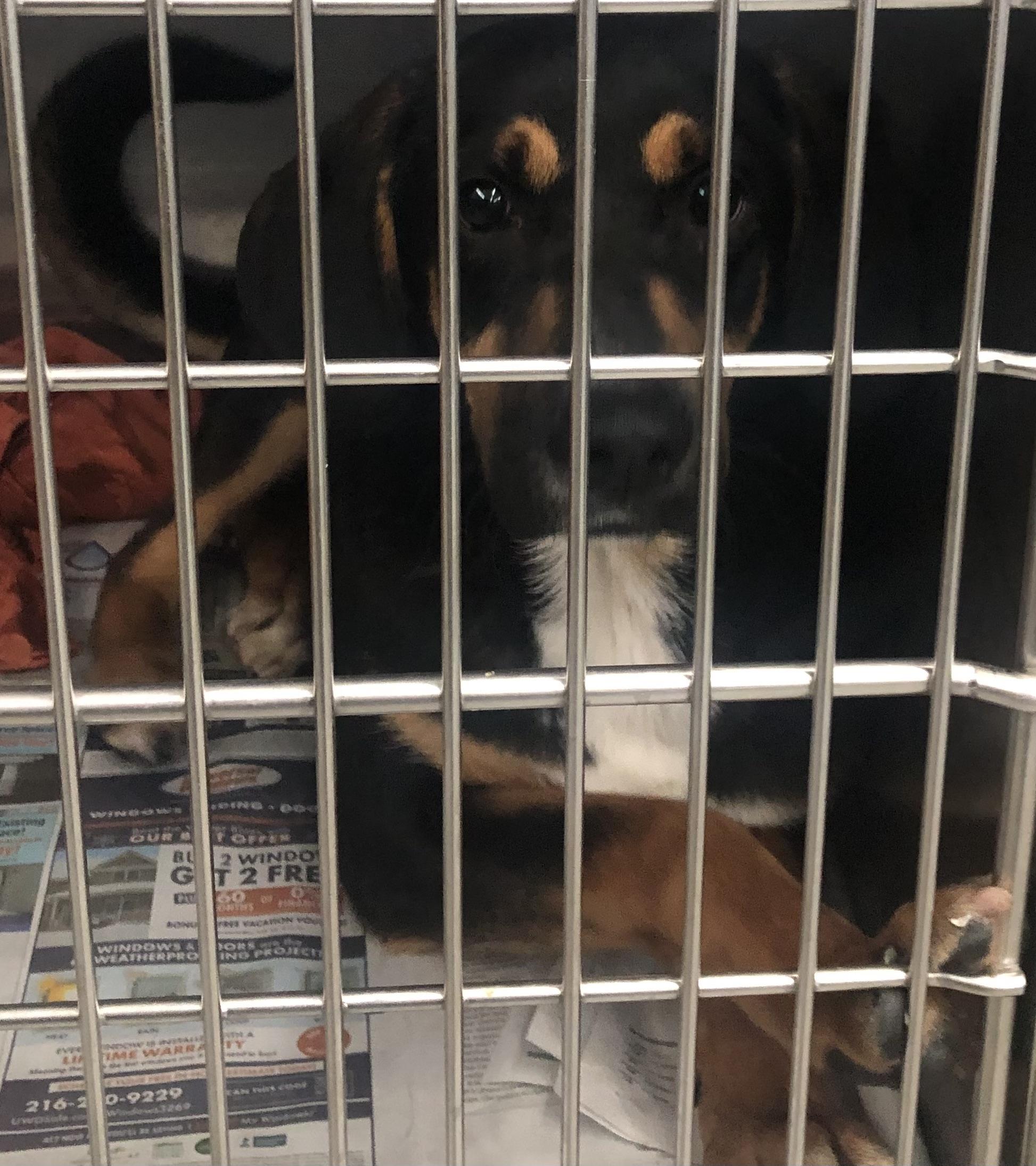 Enlarge Hamm, an adoptable mixed breed in Parma, OH image 2/3