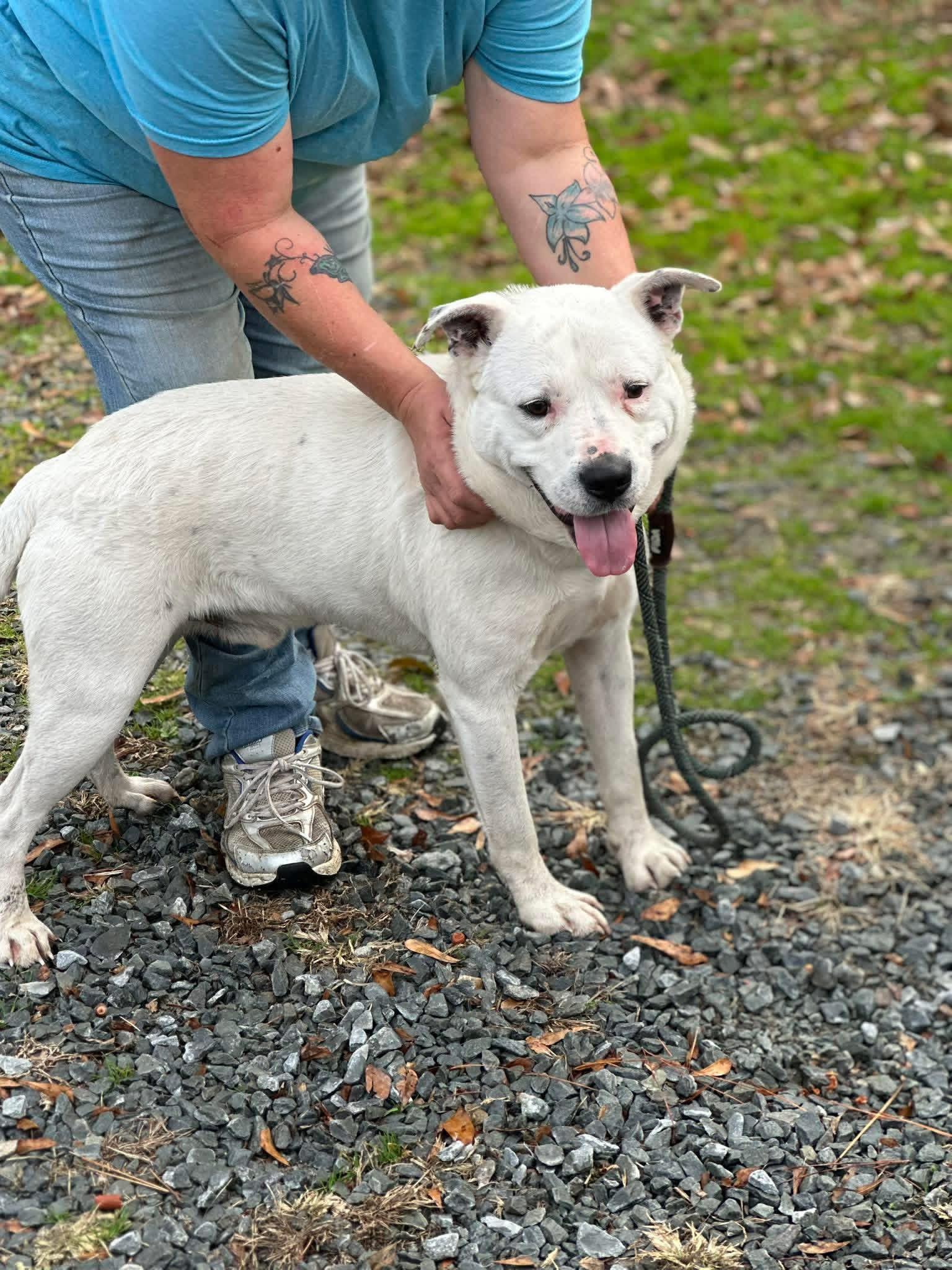 Enlarge White Byrd , a ADOPTABLE mixed breed in Elizabethtown, NC image 1/1