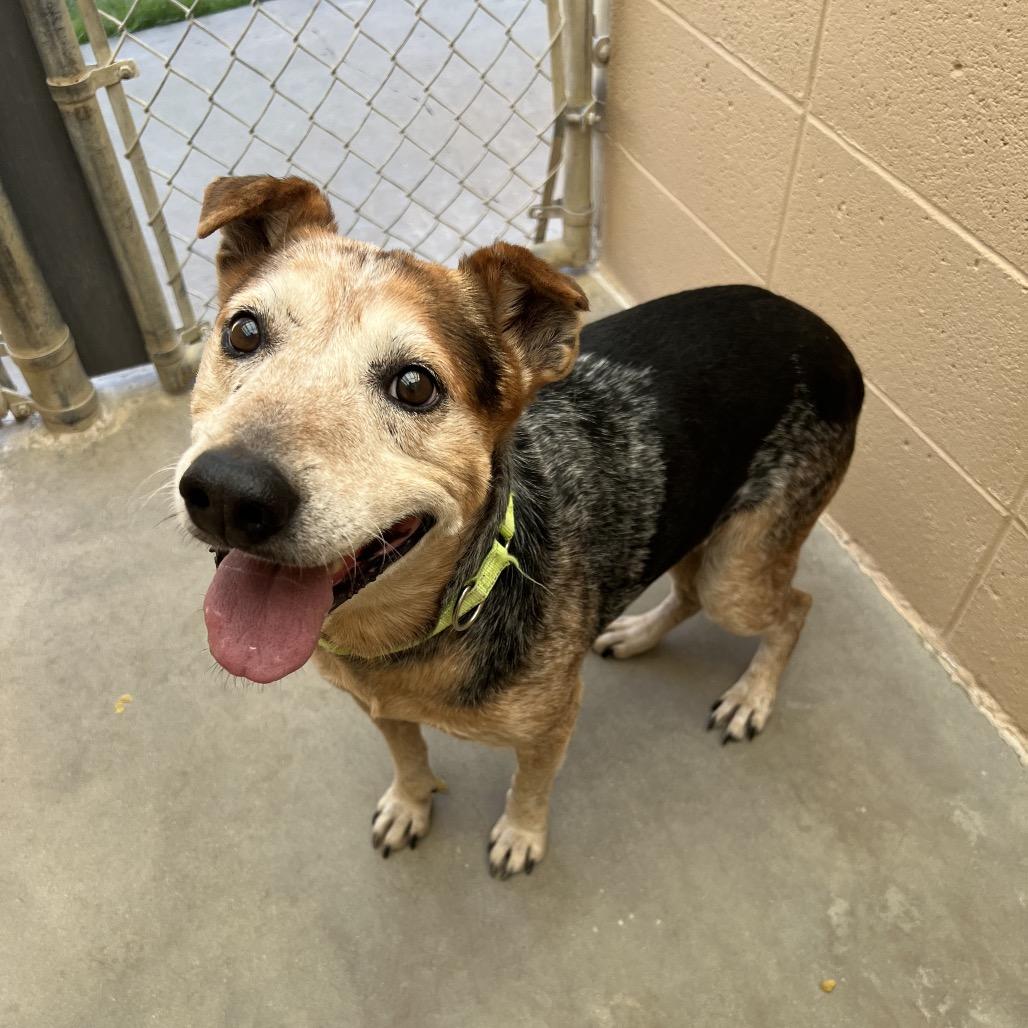 Amos, Adoptable, Senior Male Hound & Australian Cattle Dog / Blue Heeler.