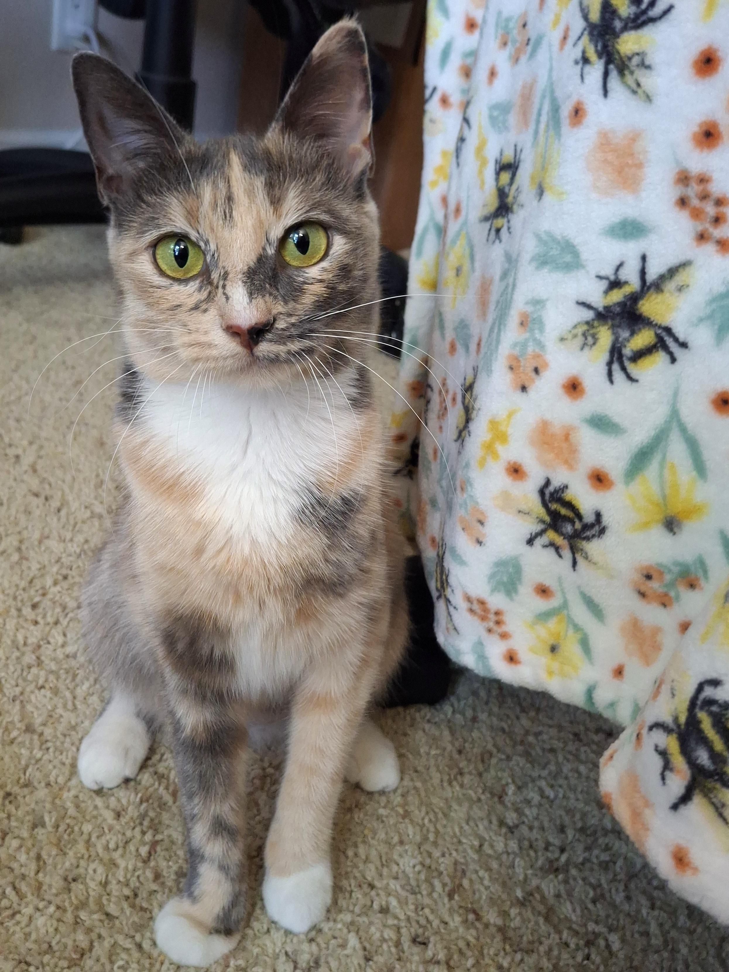Enlarge Talulah, an adopted mixed breed in Yorba Linda, CA image 6/6