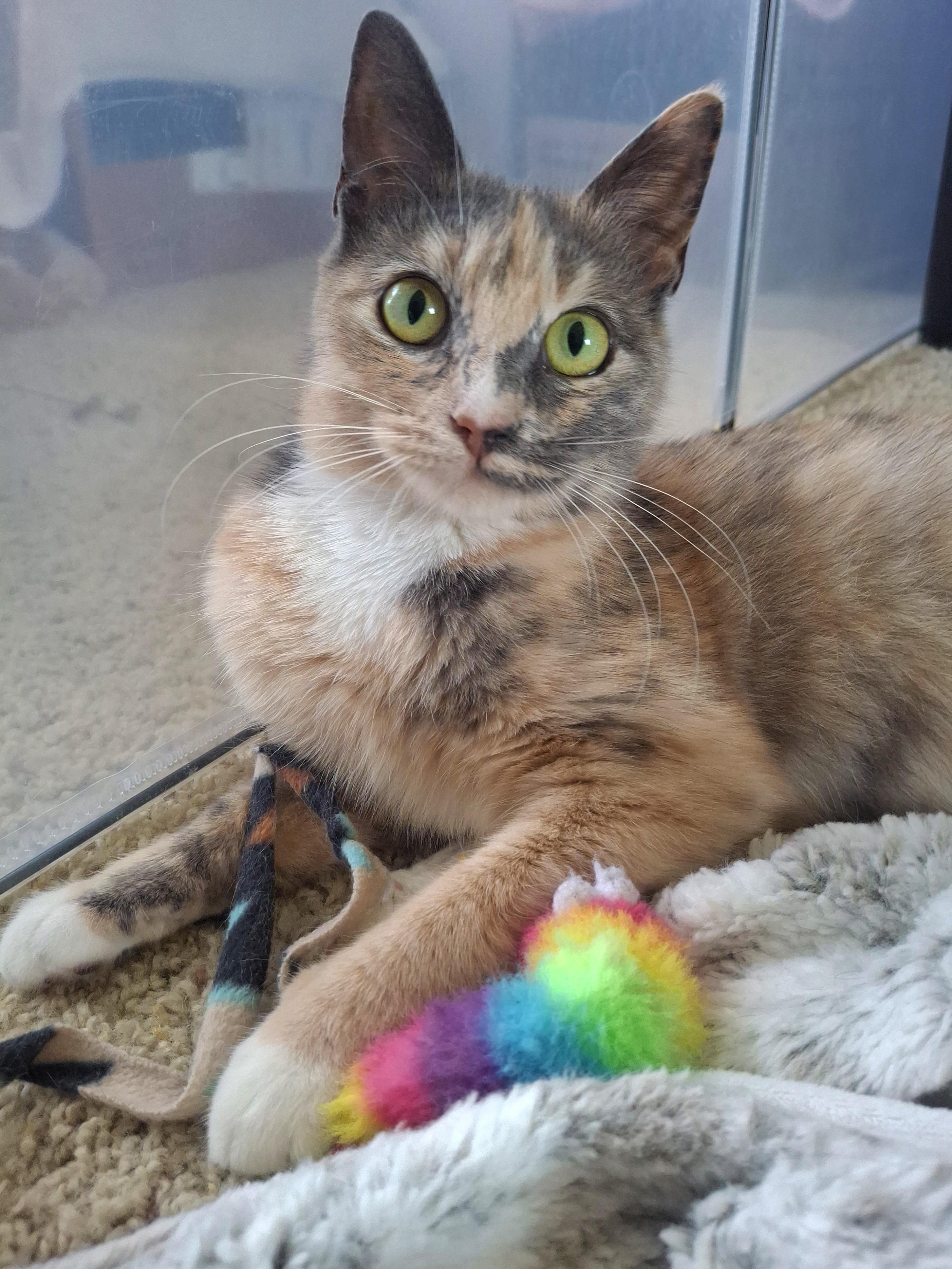 Enlarge Talulah, an adopted mixed breed in Yorba Linda, CA image 4/6