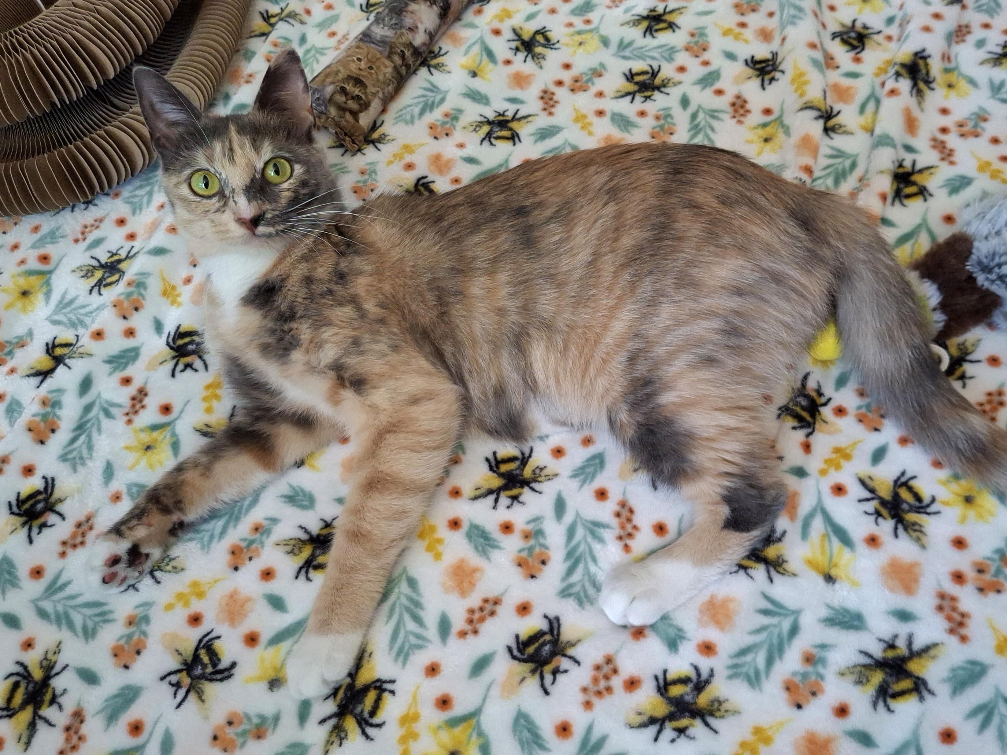 Enlarge Talulah, an adopted mixed breed in Yorba Linda, CA image 5/6