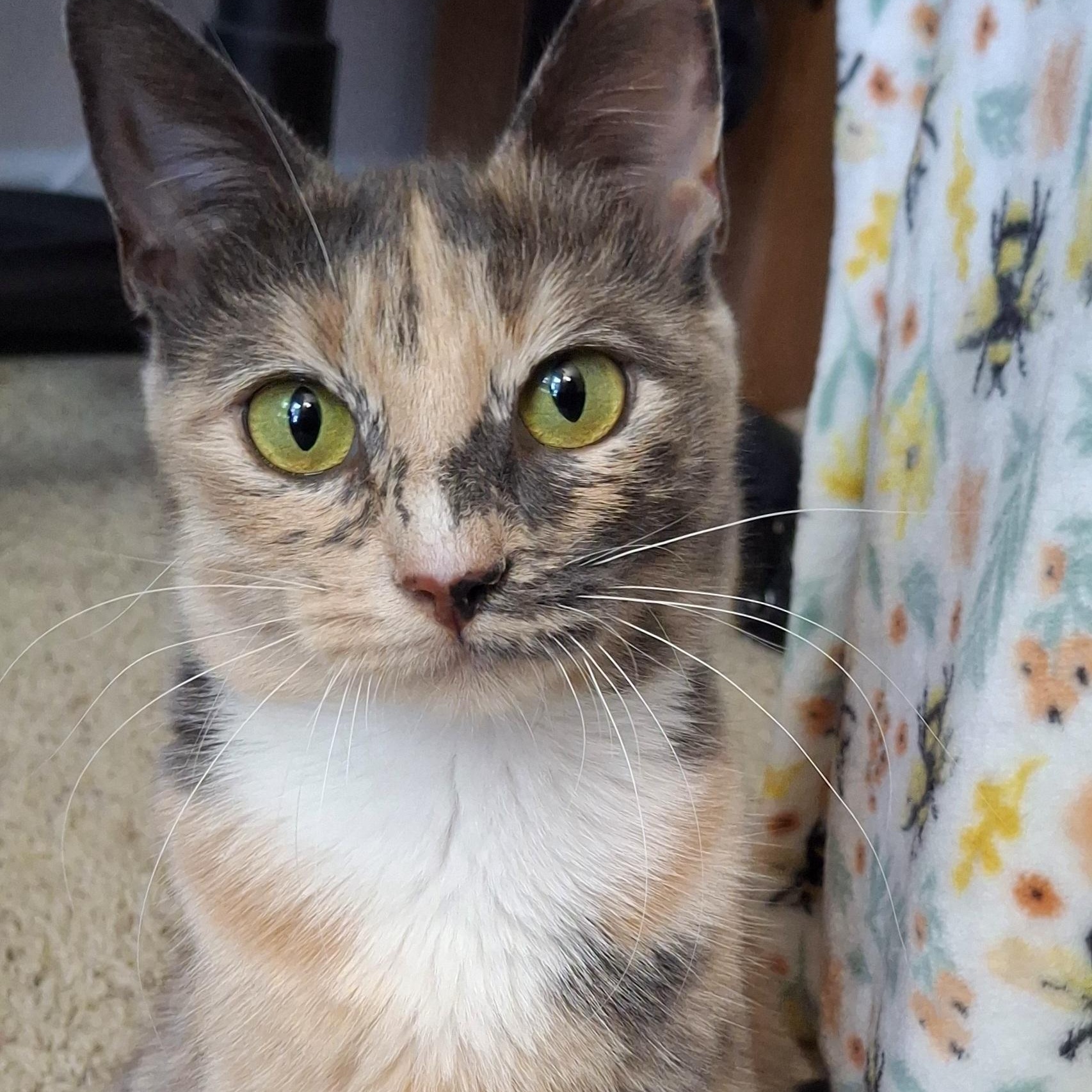 Talulah, adopted, Kitten Female Maine Coon & Calico.