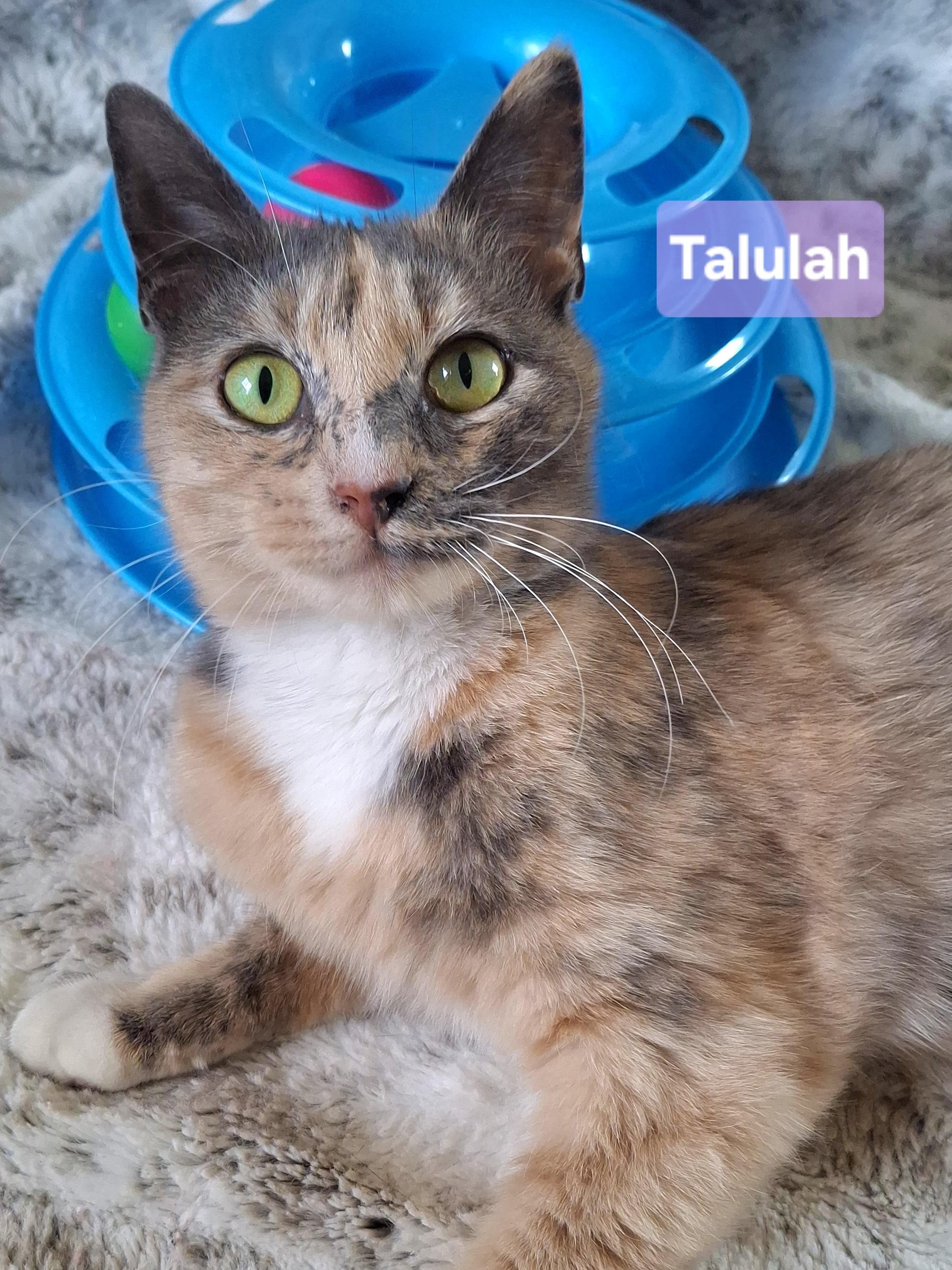 Enlarge Talulah, an adopted mixed breed in Yorba Linda, CA image 2/6