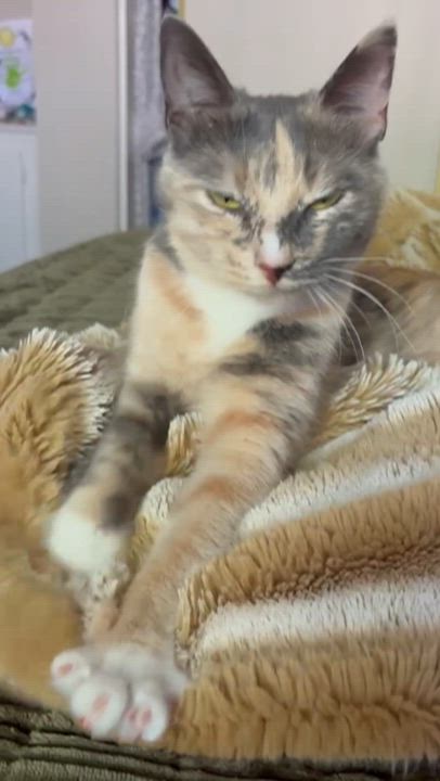 Enlarge Talulah, an adopted mixed breed in Yorba Linda, CA video 3/6