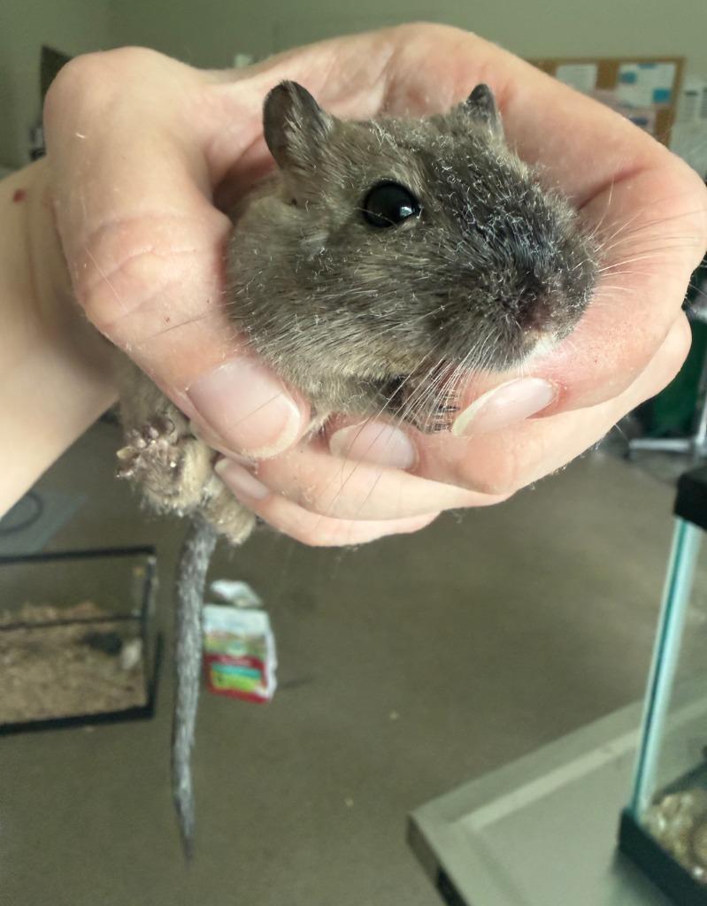 Pastrami, Adoptable, Young Male Gerbil.