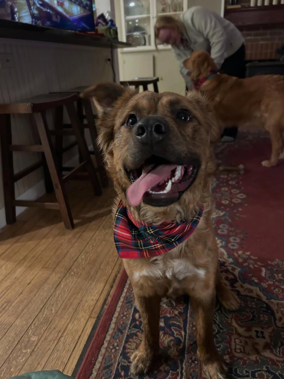 Enlarge Archie, a Adoptable Mixed Breed in St. Albans, VT image 1/3