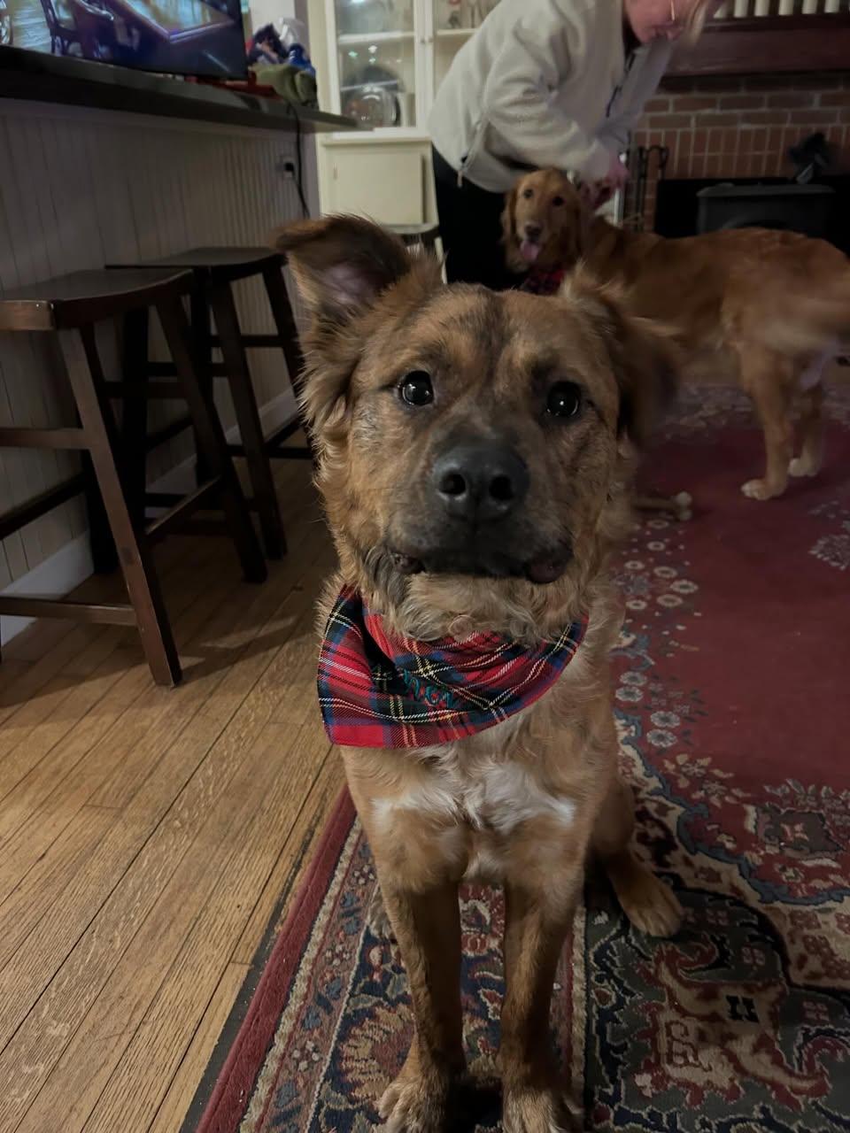 Enlarge Archie, a Adoptable Mixed Breed in St. Albans, VT image 2/3