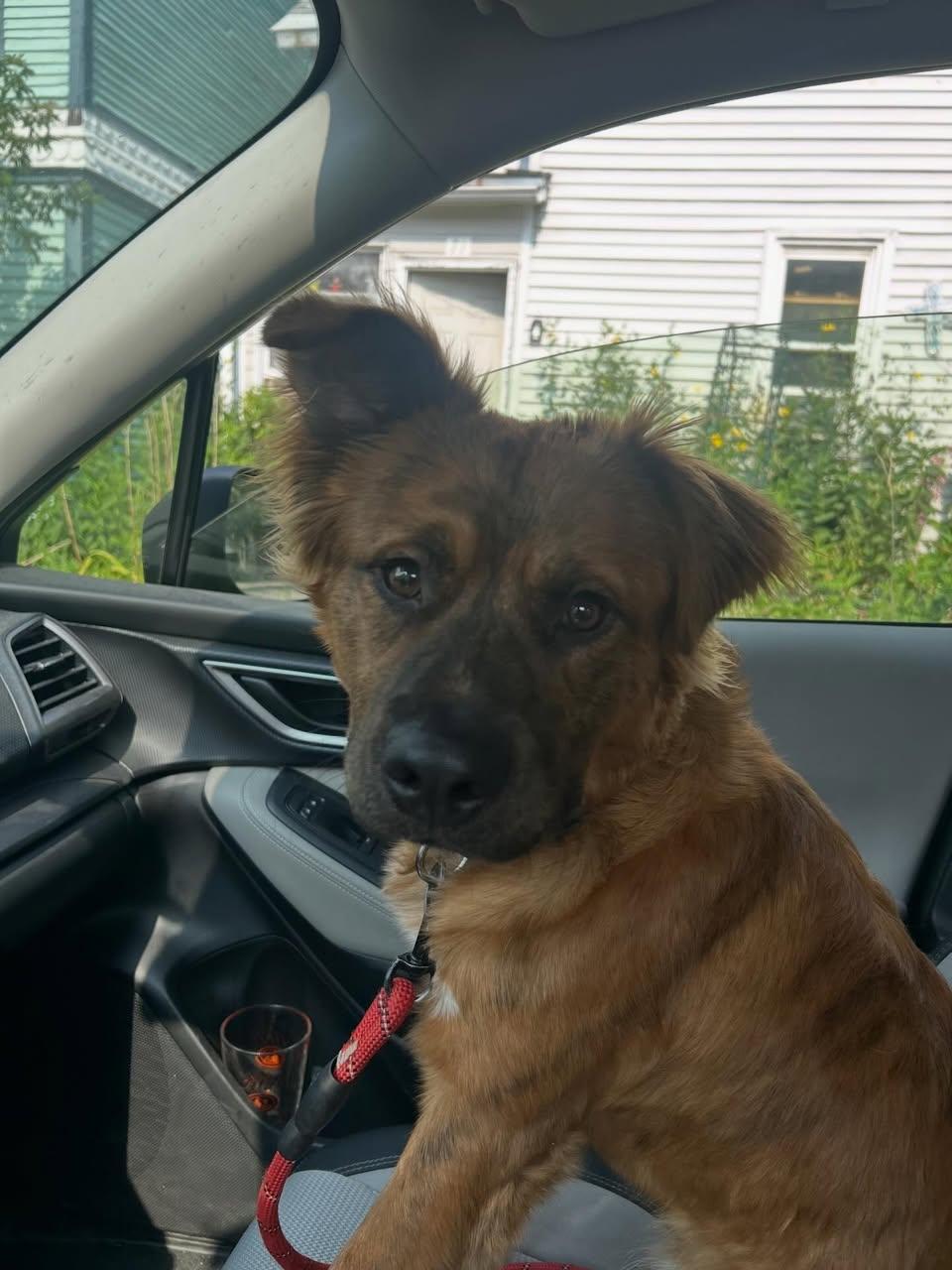 Enlarge Archie, a Adoptable Mixed Breed in St. Albans, VT image 3/3