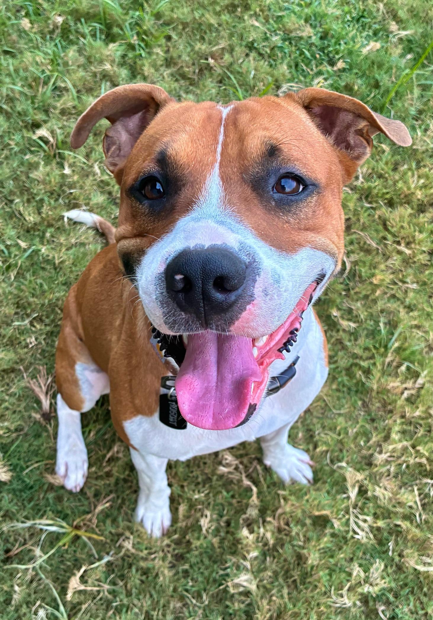 August, Adoptable, Adult Male American Staffordshire Terrier.