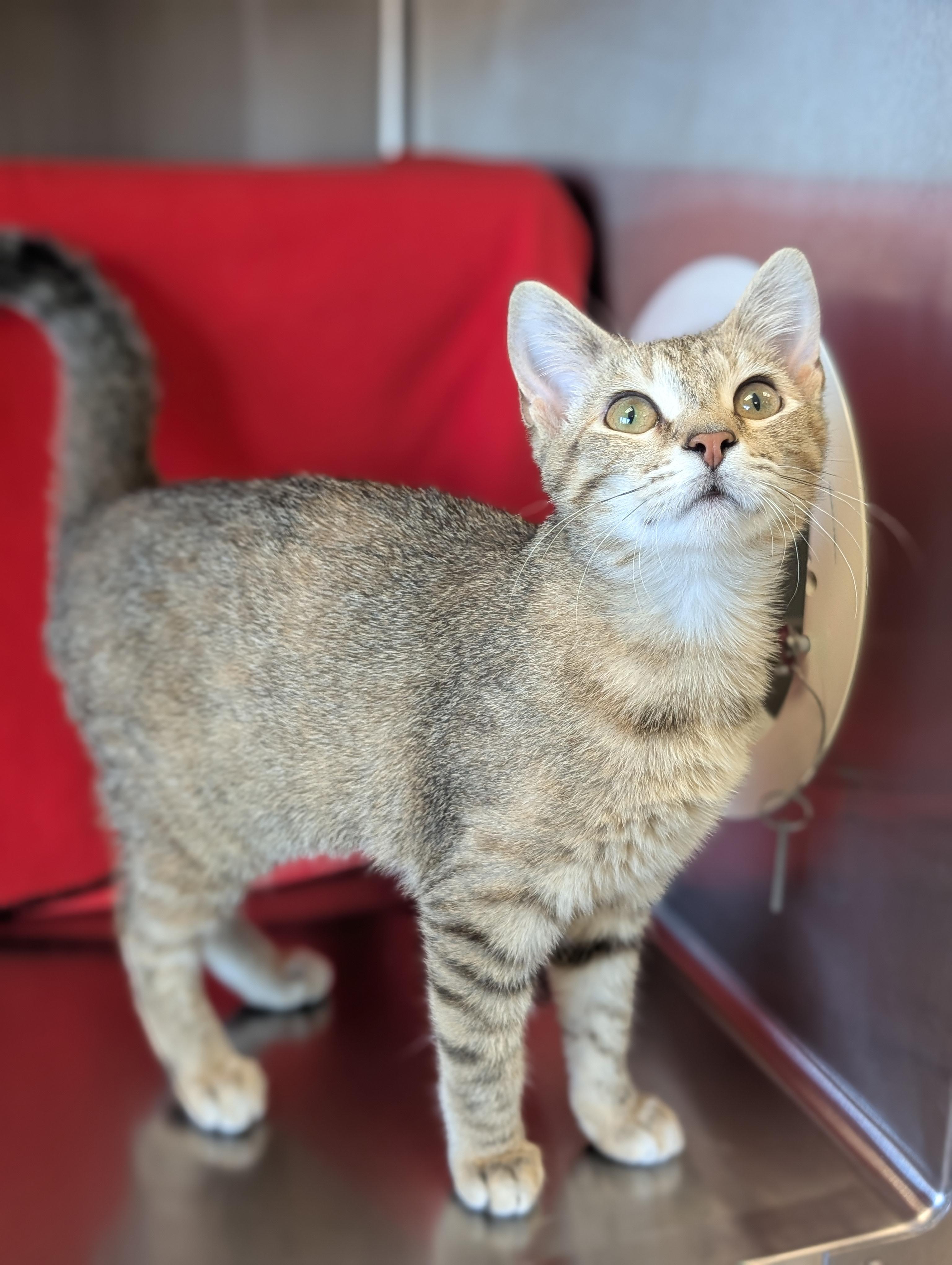 Enlarge Gidget, an adopted Domestic Short Hair in Madison, WI image 3/3