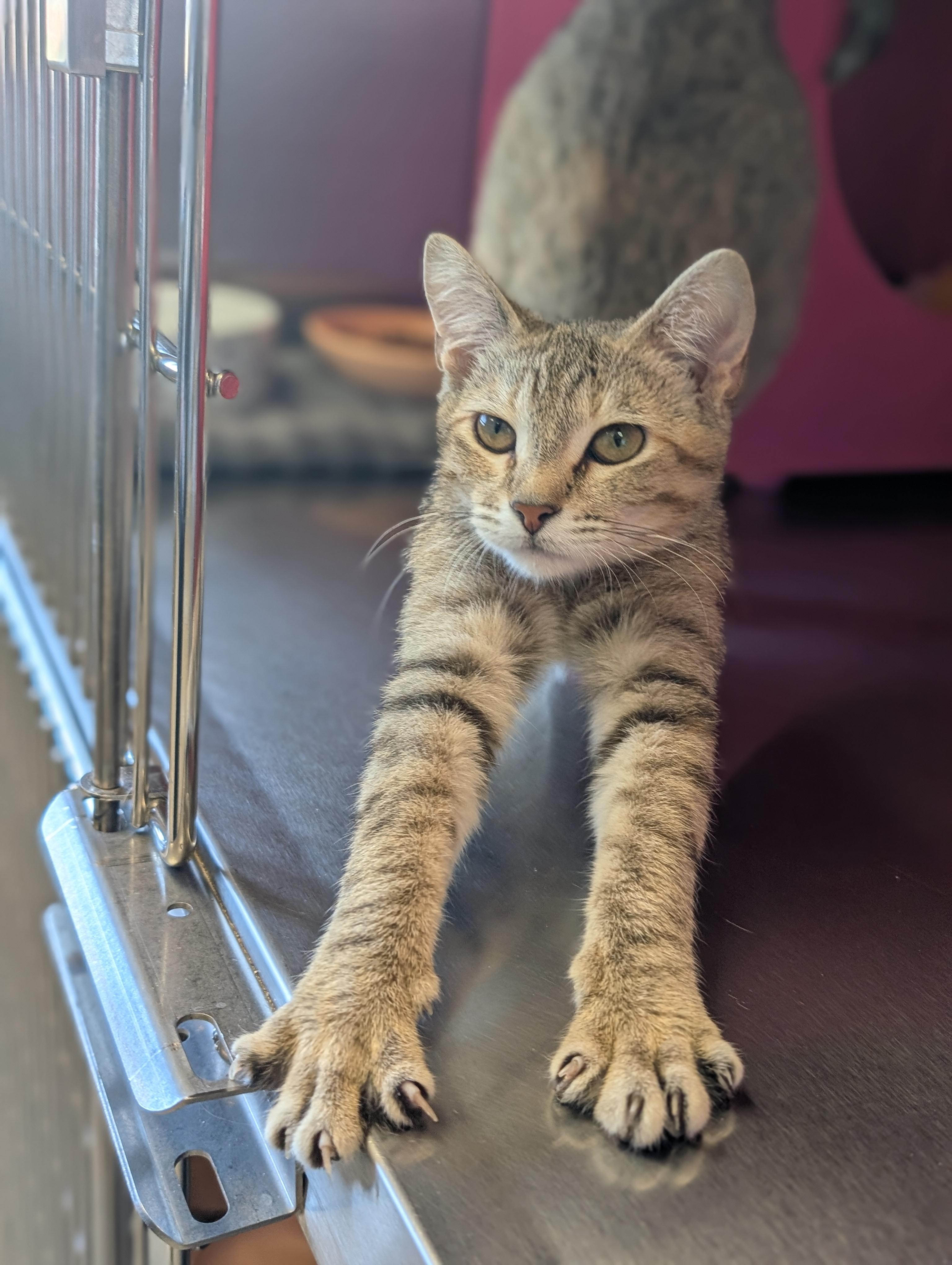 Enlarge Gidget, an adopted Domestic Short Hair in Madison, WI image 2/3