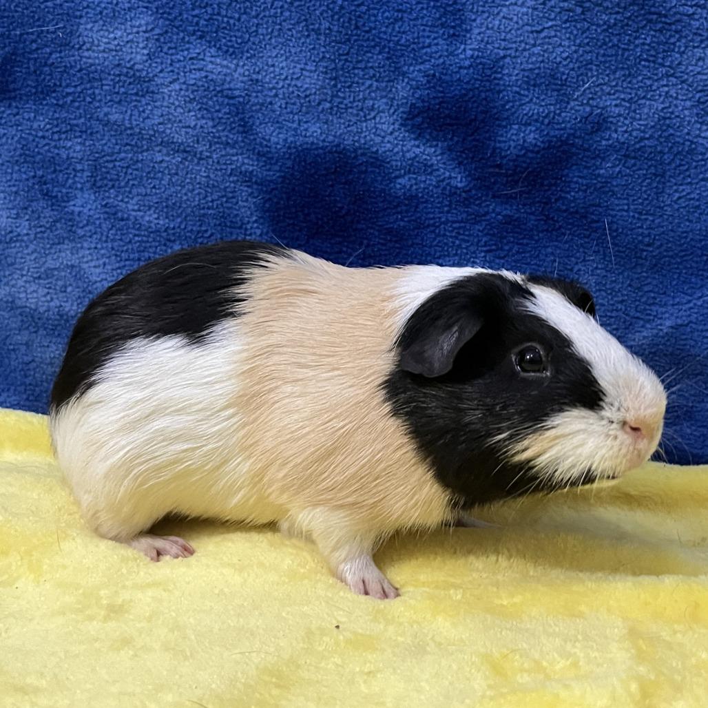 Draco, Adoptable, Young Male Guinea Pig.